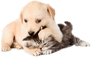pets image of pets