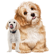 pets image of pets